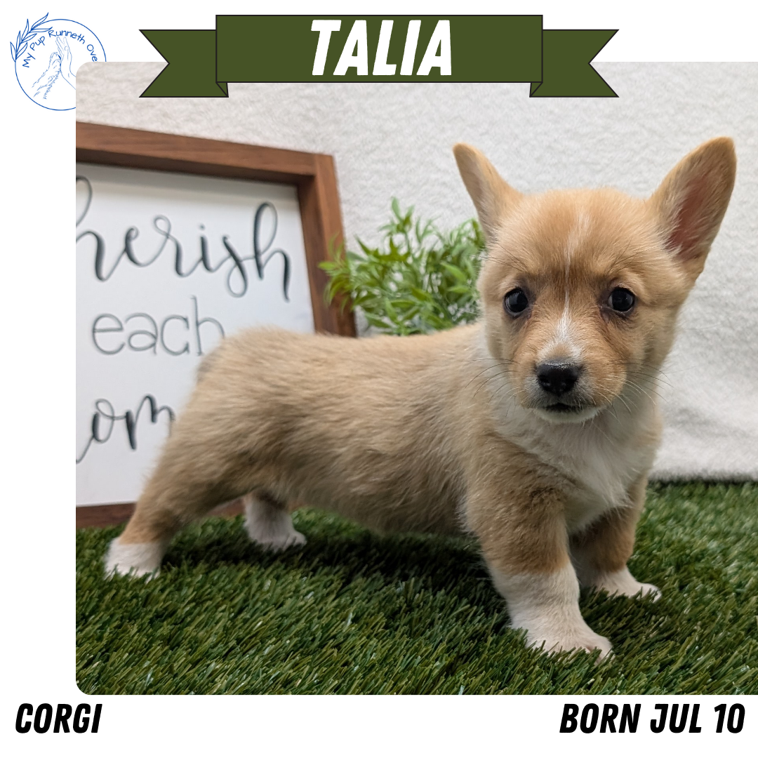 CORGI (07/10) FEMALE