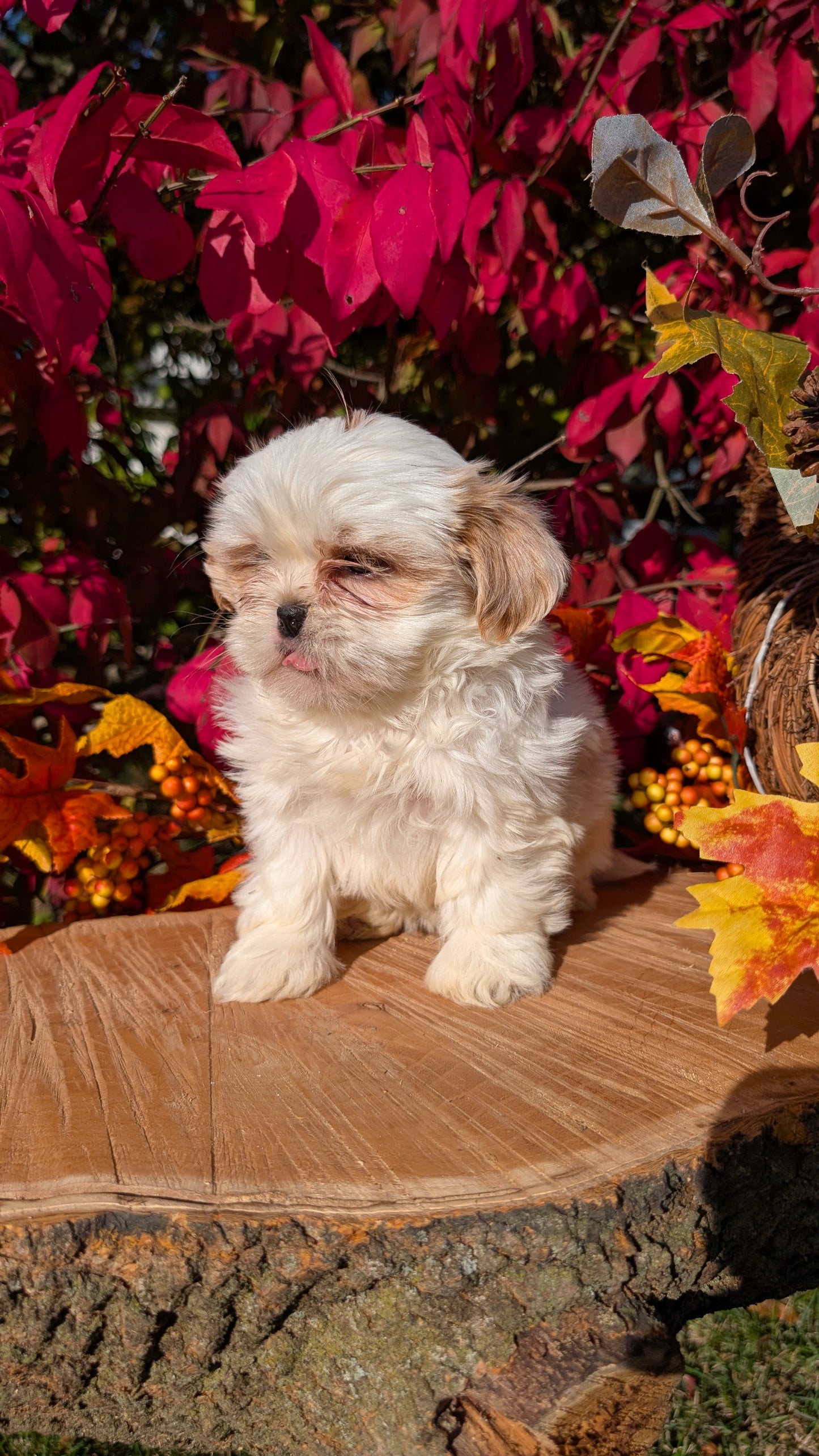 SHIH TZU (09/03) FEMALE