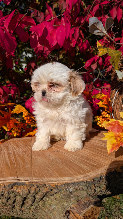 SHIH TZU (09/03) FEMALE
