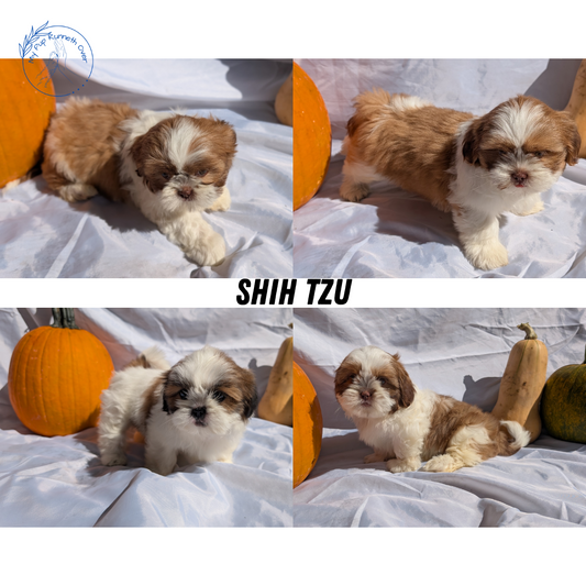 SHIH TZU (07/18) MALE