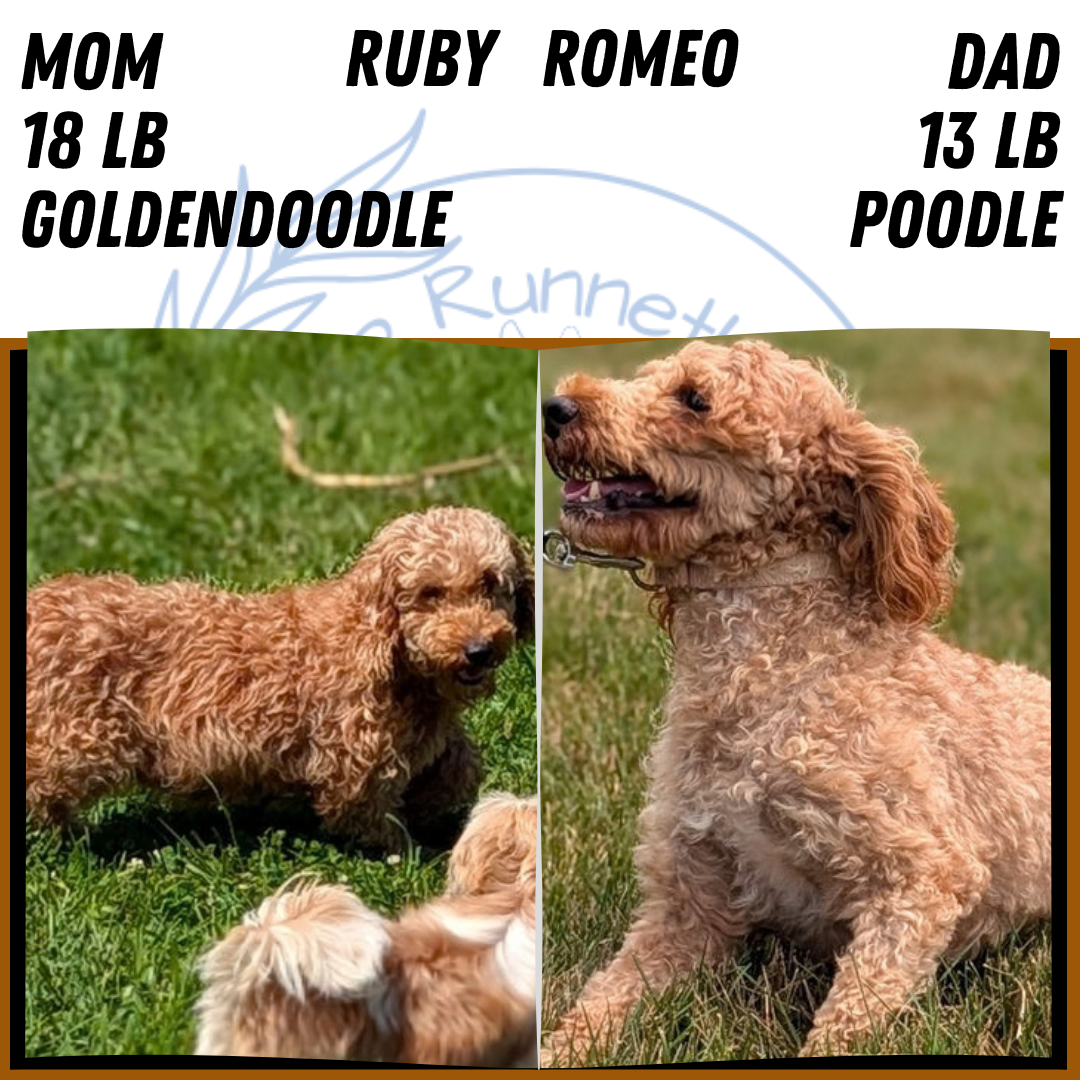 MINI GOLDENDOODLE (AUG 13) 6 MALES/3 FEMALES