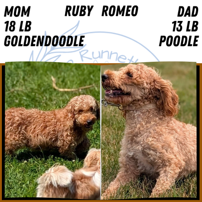 MINI GOLDENDOODLE (AUG 13) 6 MALES/3 FEMALES