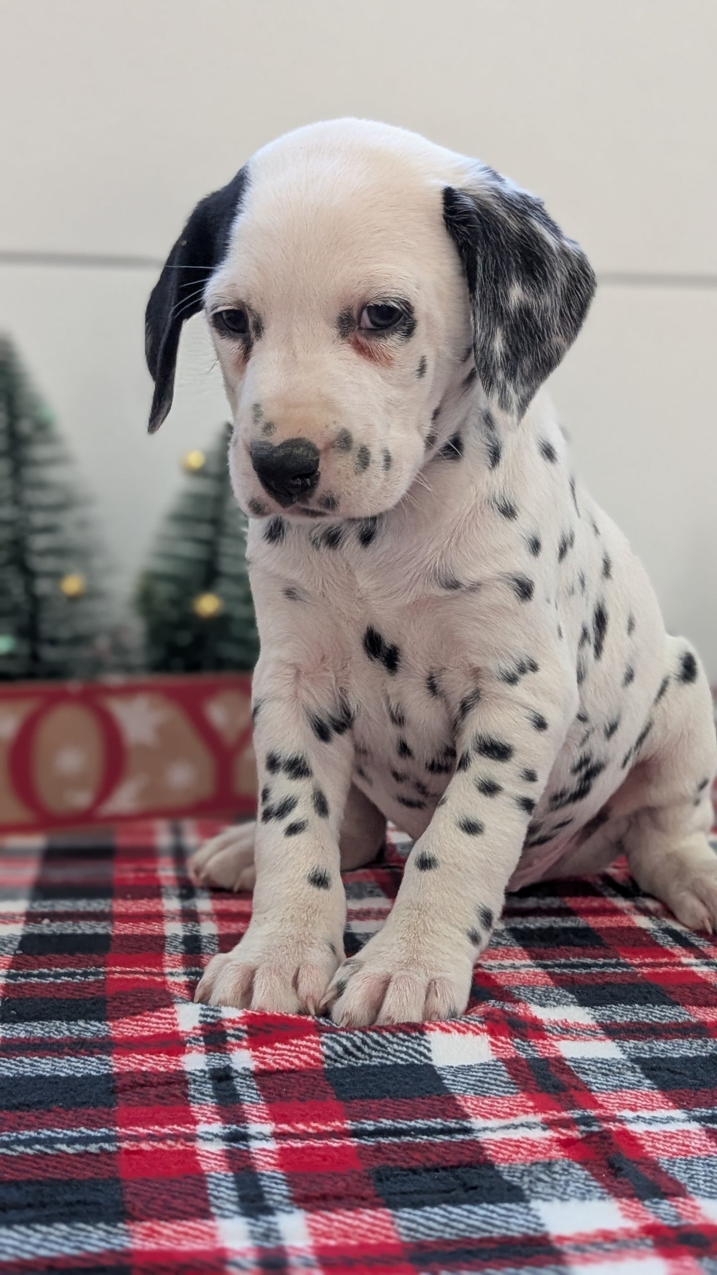 DALMATIAN (OCT 26) MALES