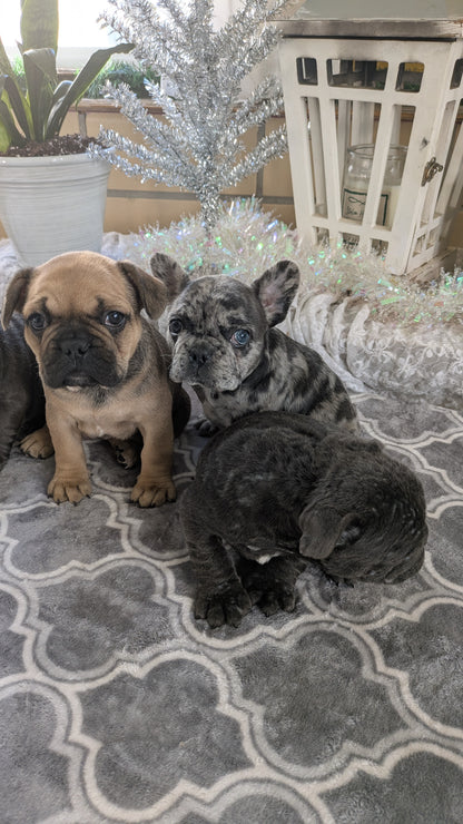 FRENCH BULLDOG (10/12) FEMALE
