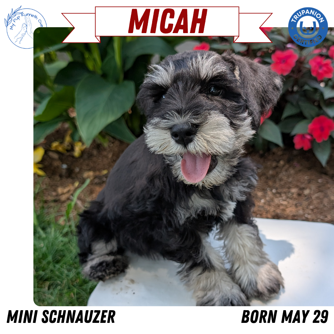 MINI SCHNAUZER (05/29) MALE