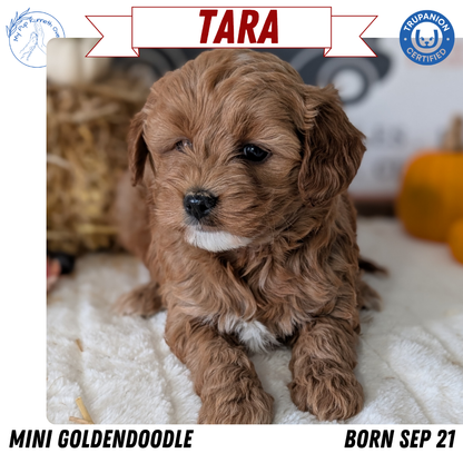 MINI GOLDENDOODLE (09/21) FEMALE