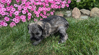 MINI SCHNAUZER (07/26) FEMALE