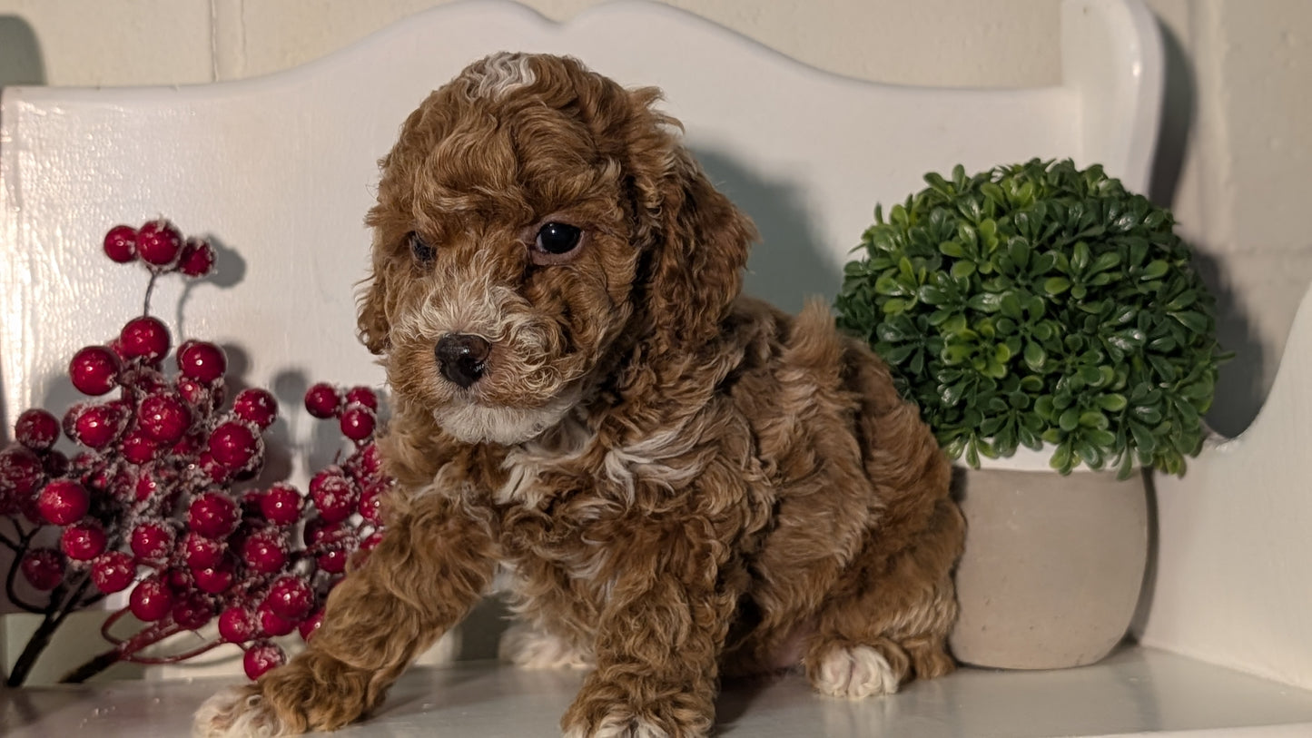 MINI POODLE (NOV 18) MALES