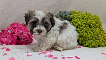 HAVANESE (09/13) MALE