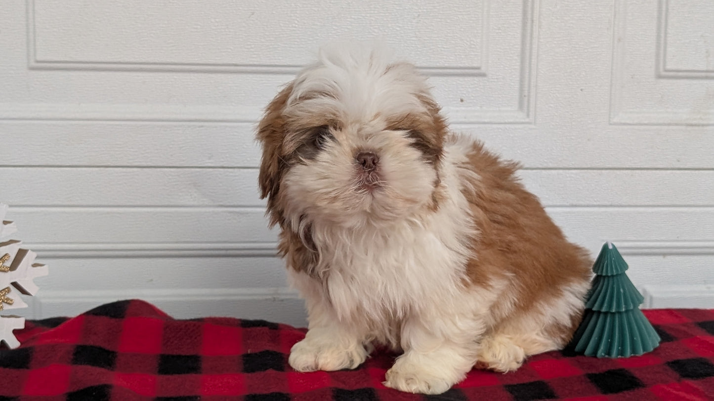 SHIH TZU (OCT 28) MALES