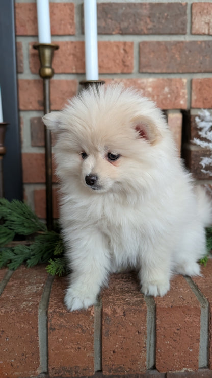 POMSKY (NOV 15) FEMALE