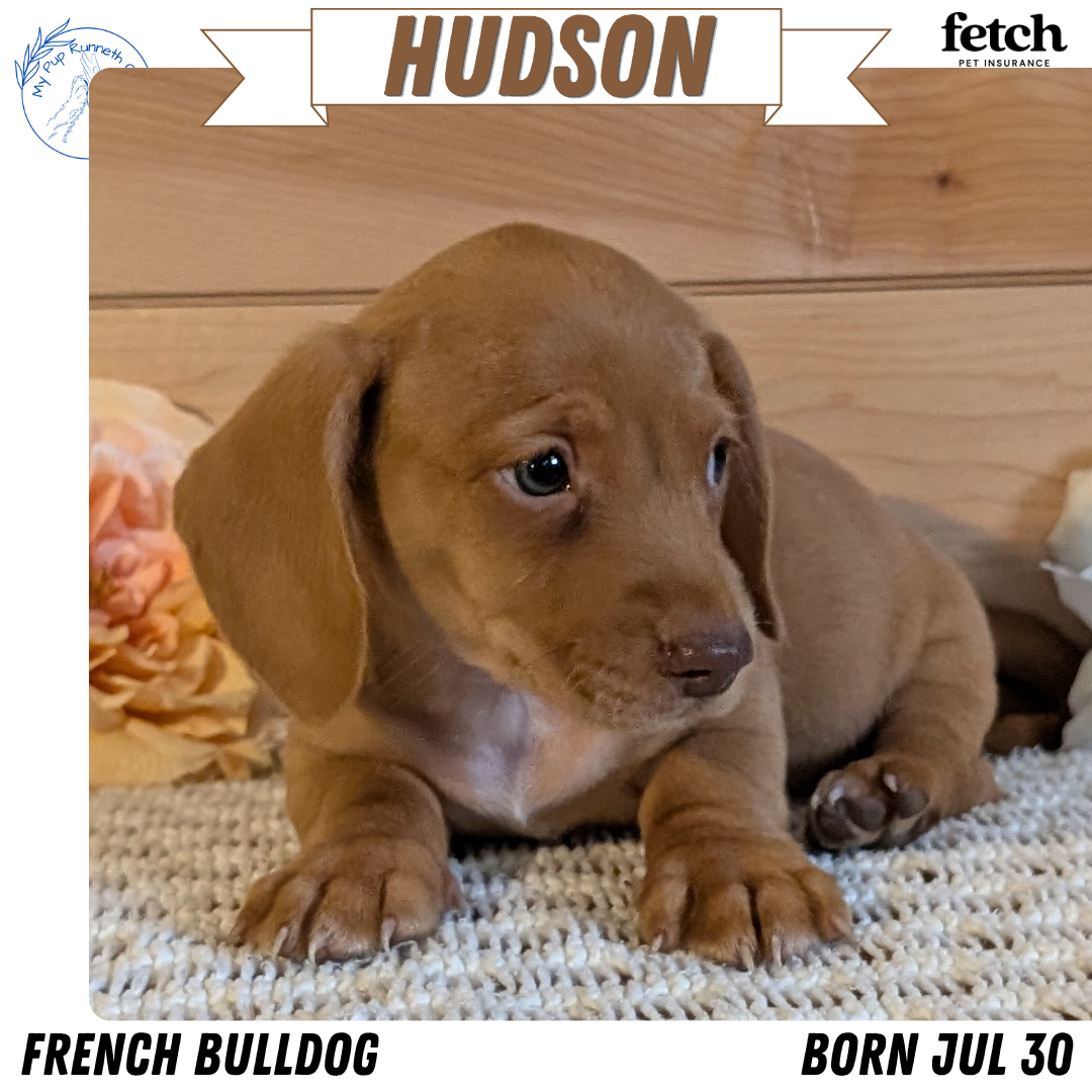 MINI DACHSHUND (JUL 30) 4 MALES/1 FEMALE