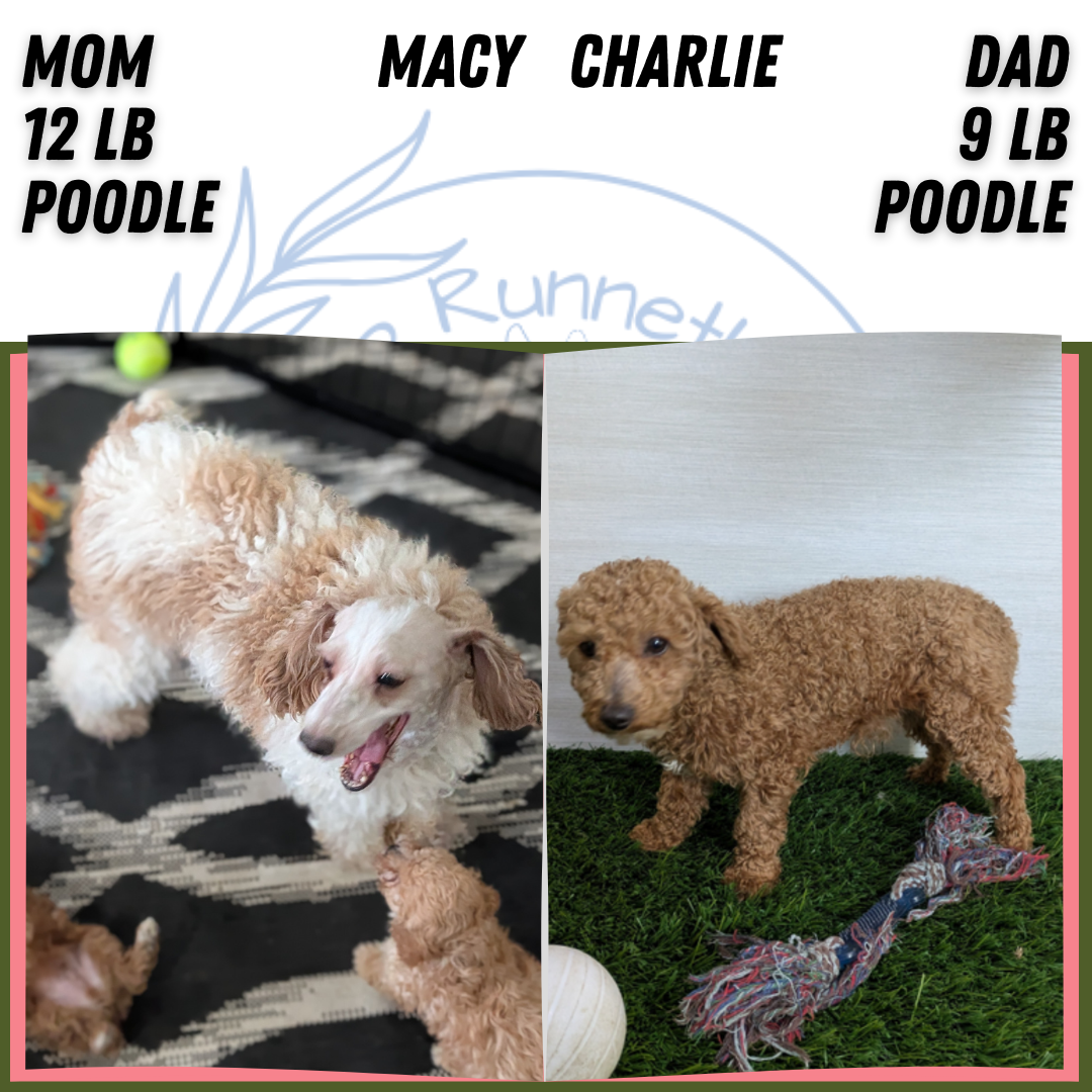 MINI POODLE (DEC 04) MALES