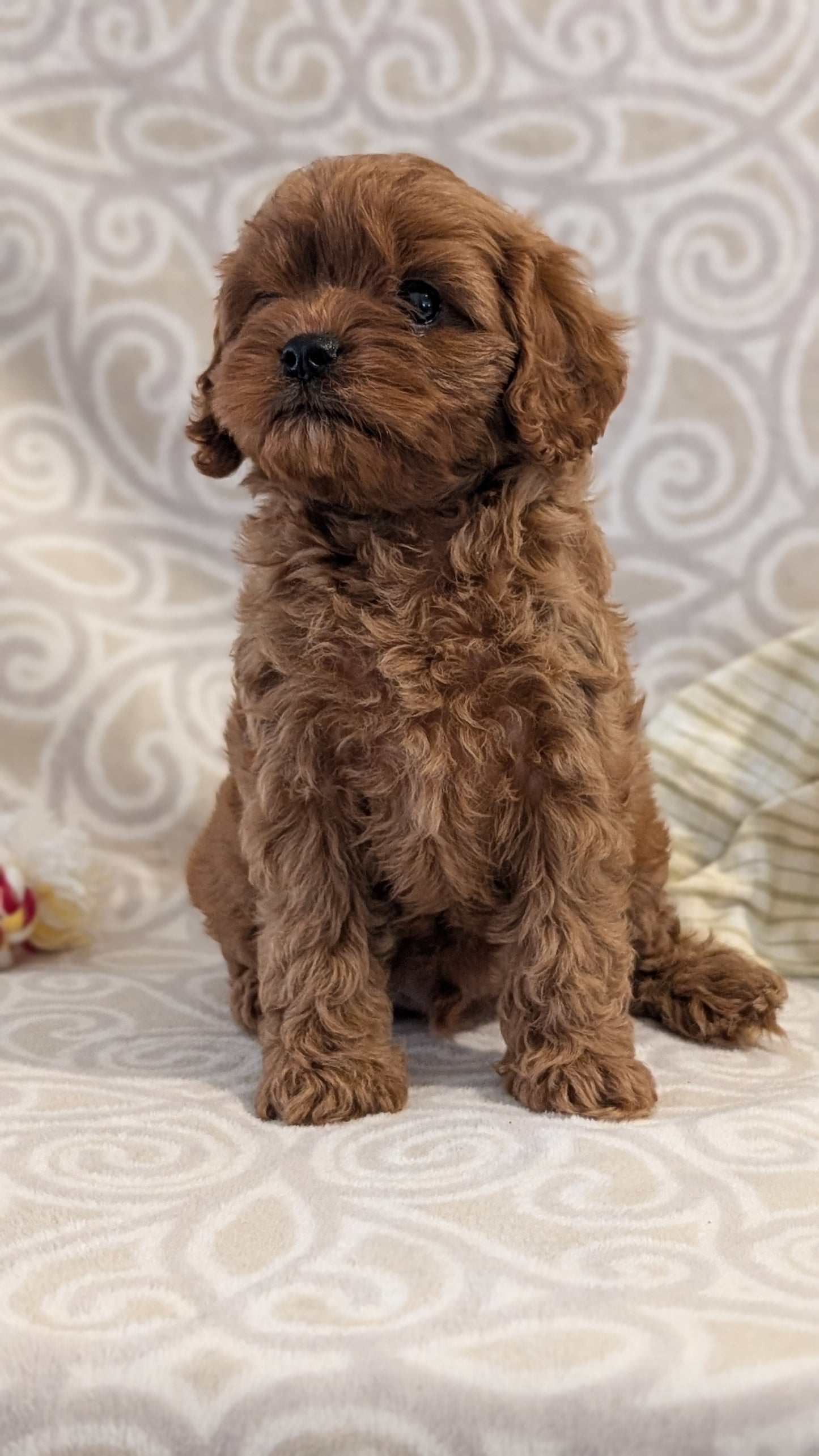 CAVAPOO (FEB 24) MALES