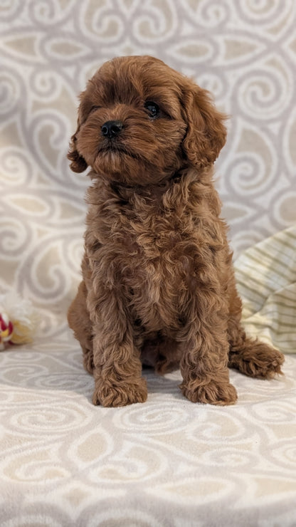 CAVAPOO (FEB 24) MALES