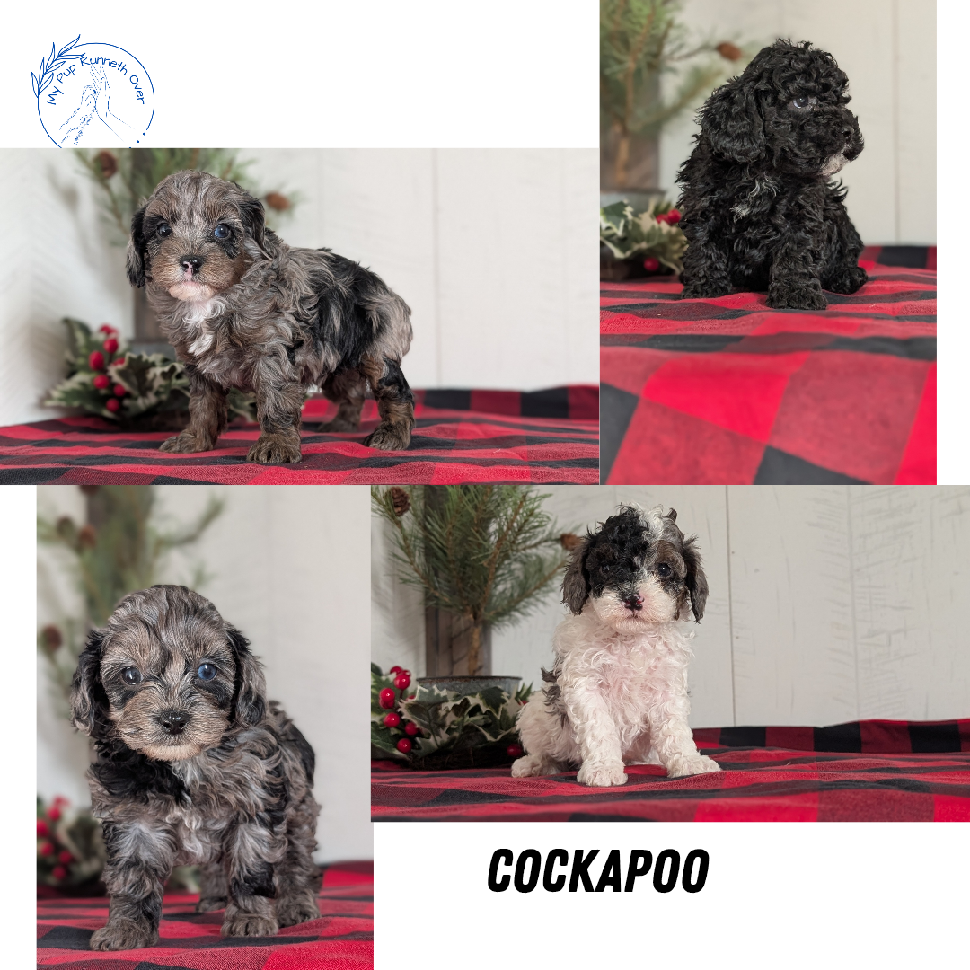 COCKAPOO (NOV 07) MALES