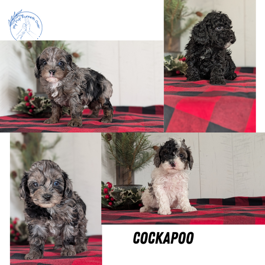 COCKAPOO (NOV 07) MALES