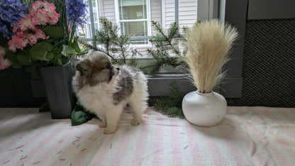 POMERANIAN (11/01) FEMALE