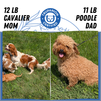 CAVAPOO (06/19) MALE