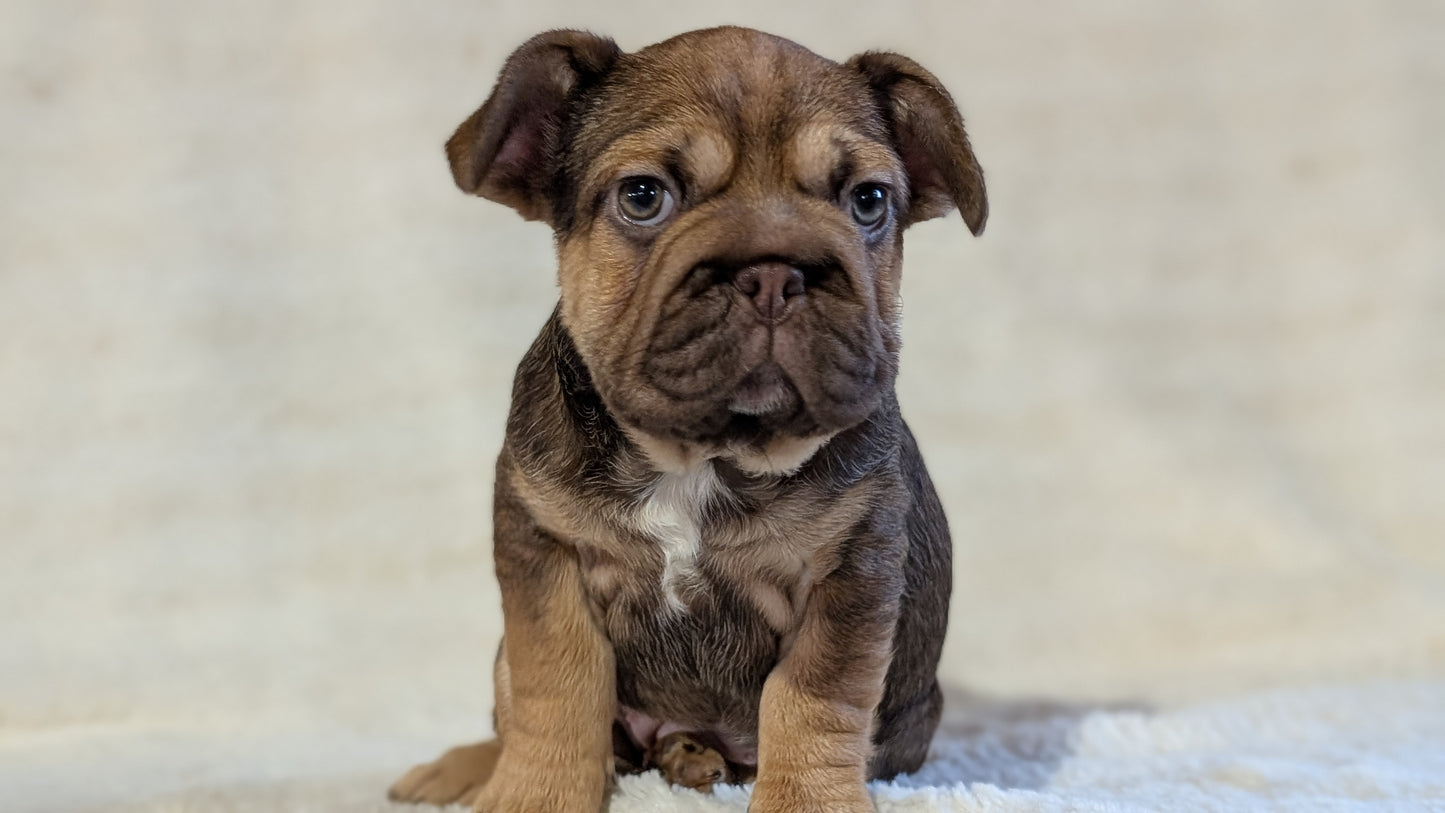 FRENCH BULLDOG (OCT 08) FEMALES