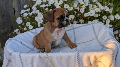FRENCH BULLDOG (07/15) MALE