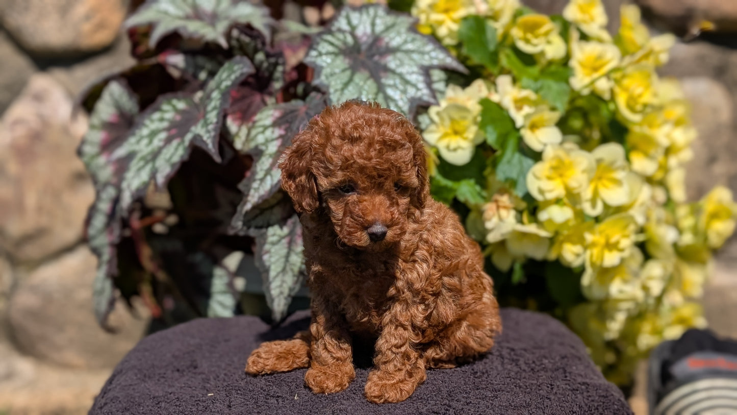 TOY POODLE (JUL 12) 1 FEMALE