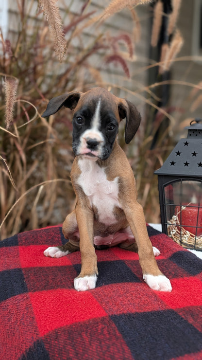 BOXER (08/20) FEMALE