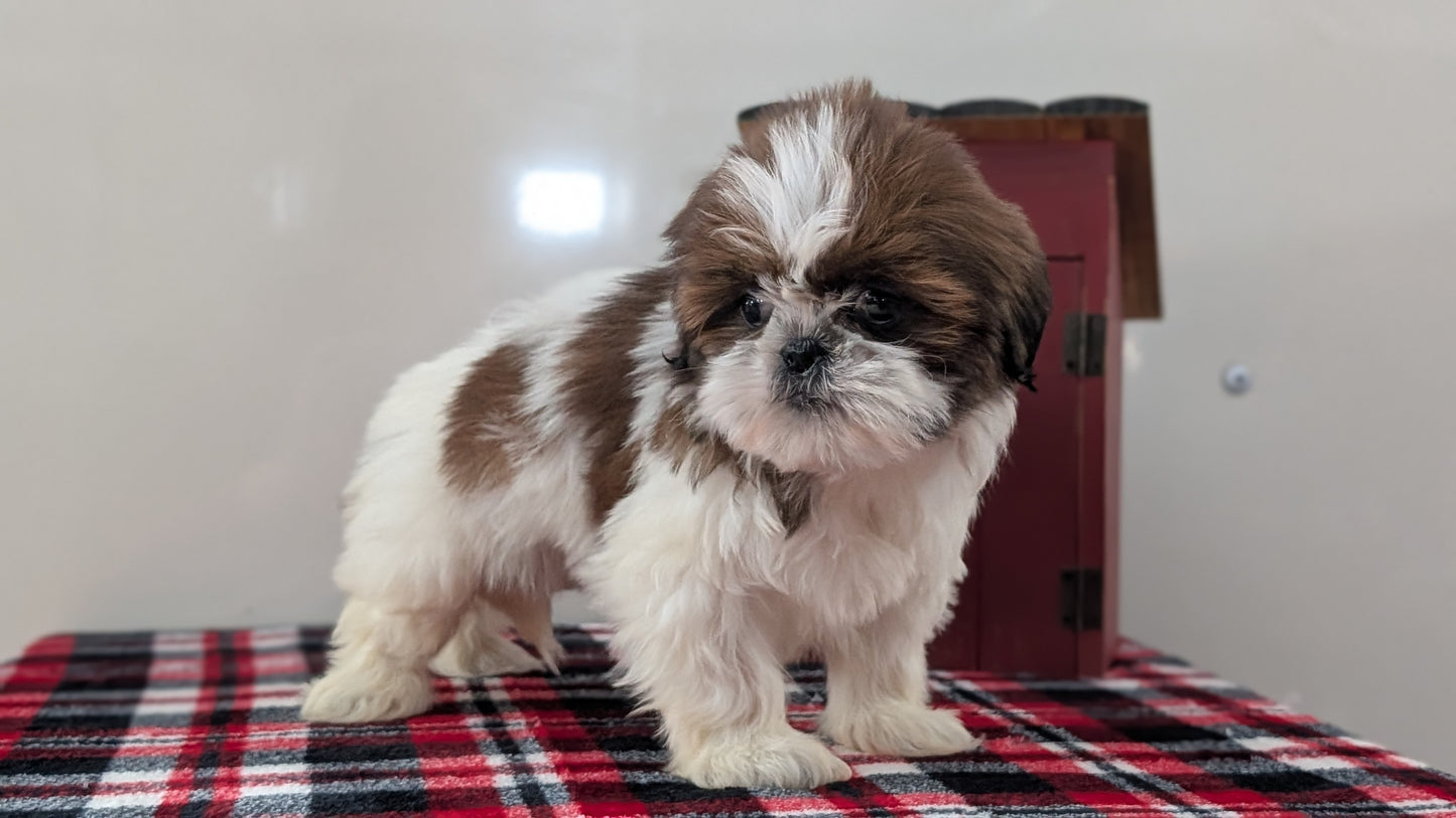 SHIH TZU (DEC 10) FEMALE