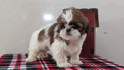 SHIH TZU (DEC 10) FEMALE
