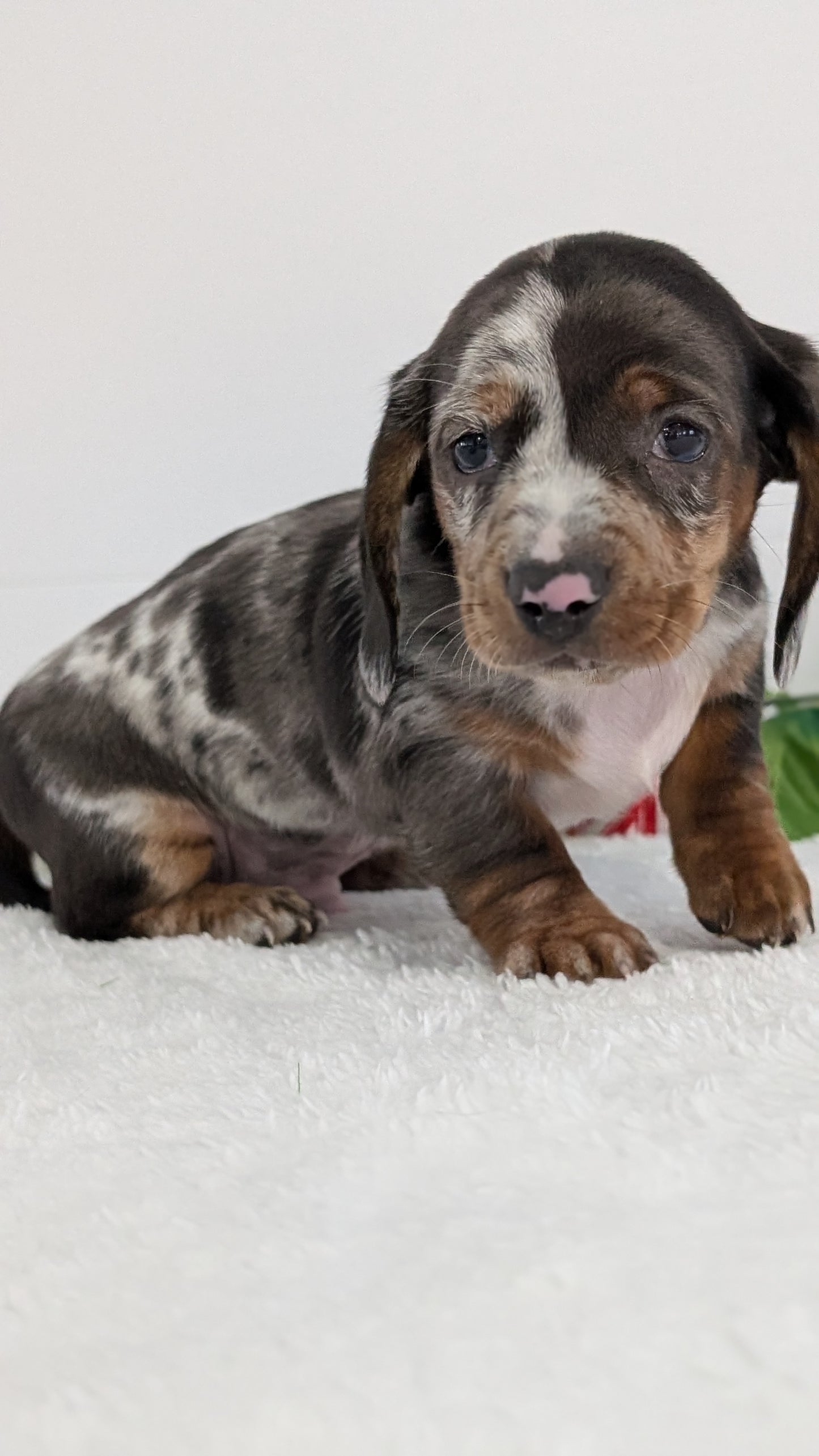 MINI DACHSHUND (OCT 20) MALES