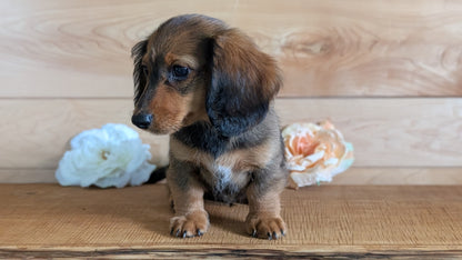MINI DACHSHUNDS (JUL 05) 2 MALES/2 FEMALES