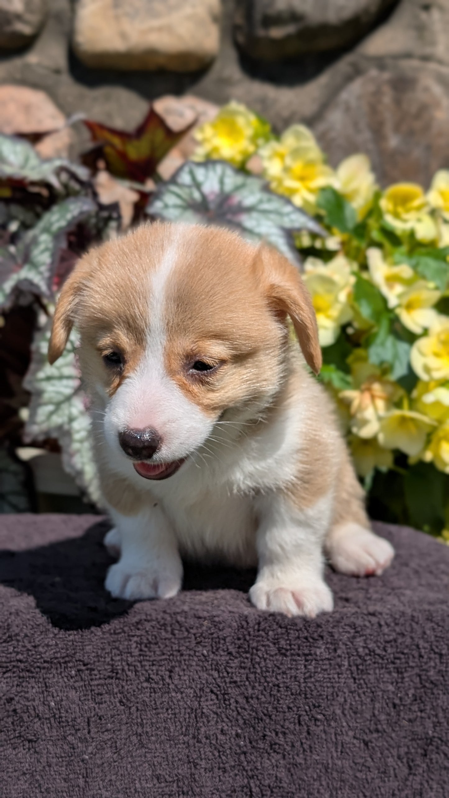 CORGI (JUL 13) 2 FEMALES/3 MALES