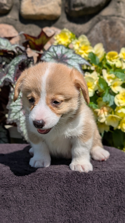 CORGI (JUL 13) 2 FEMALES/3 MALES