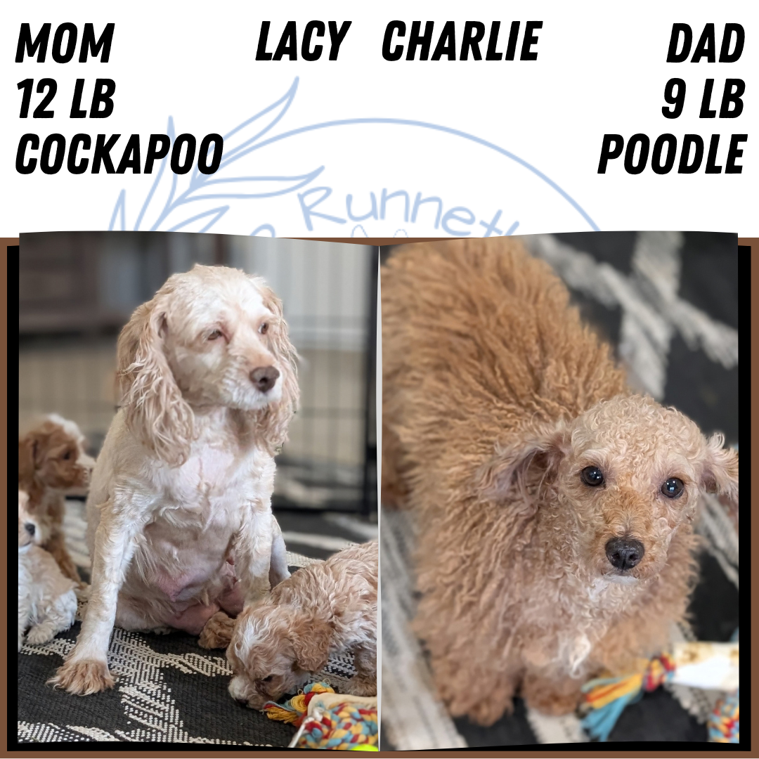 COCKAPOO (AUG 17) 3 FEMALES/1 MALE
