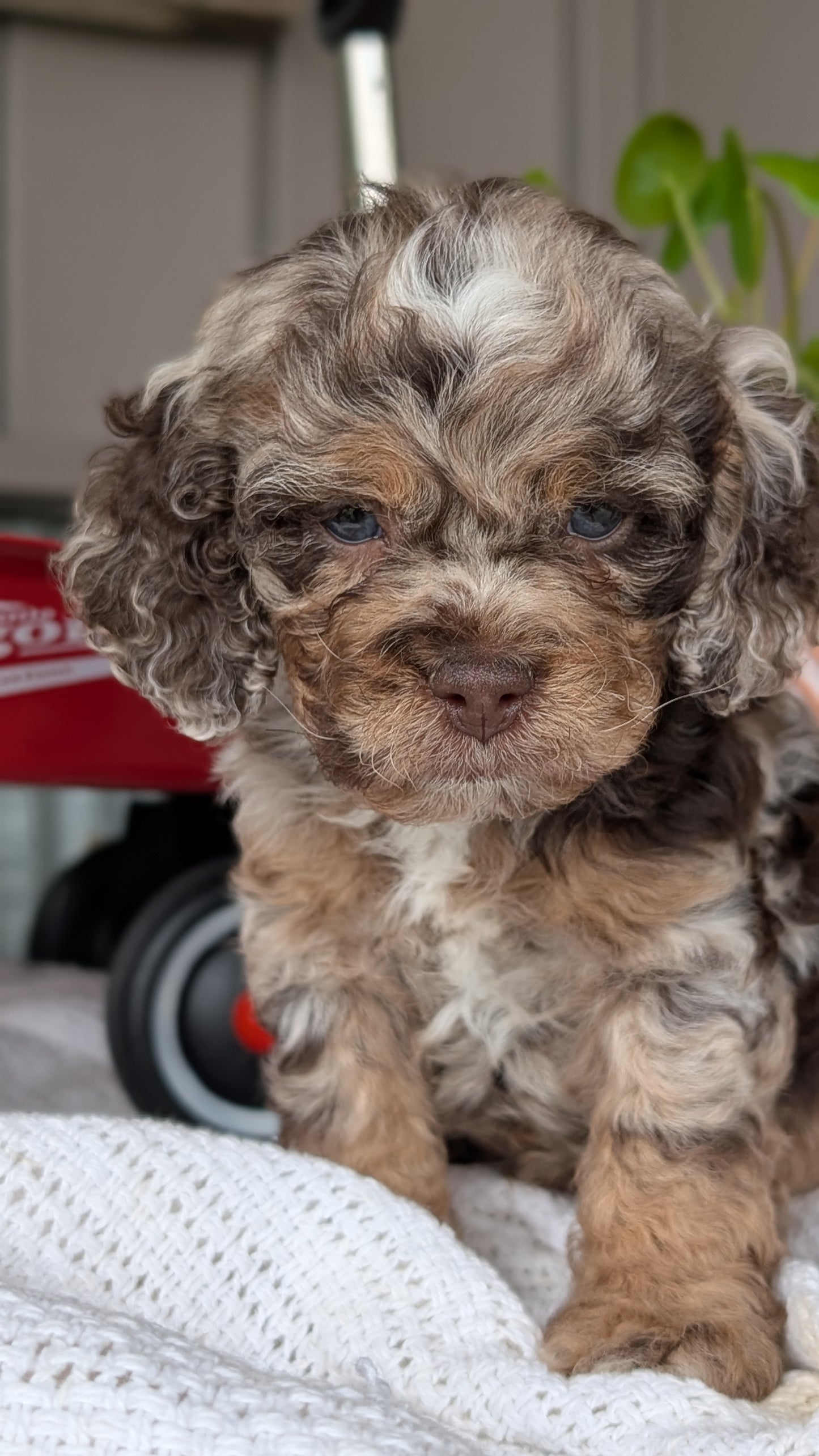 COCKAPOO (MAY 10) MALES