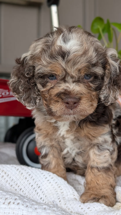 COCKAPOO (MAY 10) MALES