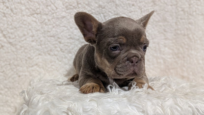 FRENCH BULLDOG (JUN 29) MALES