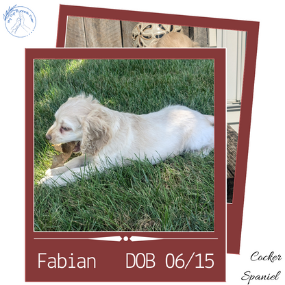 COCKER SPANIEL (06/15) MALE
