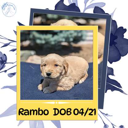 GOLDEN RETRIEVER (04/27) MALE