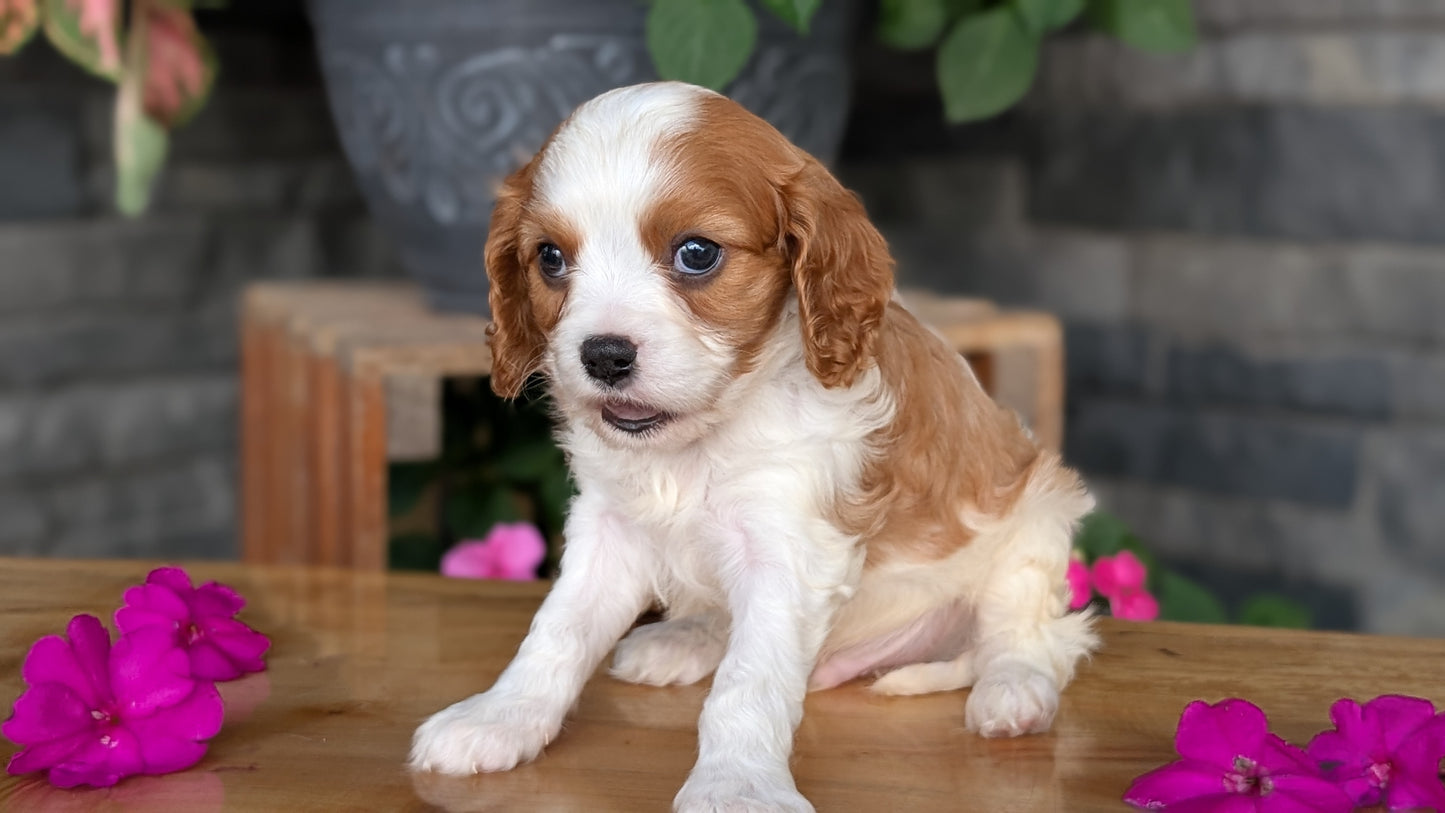CAVALIER (JUL 18) 3 FEMALES/2 MALES