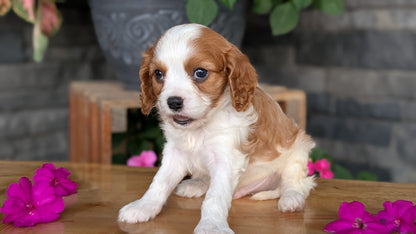 CAVALIER (JUL 18) 3 FEMALES/2 MALES