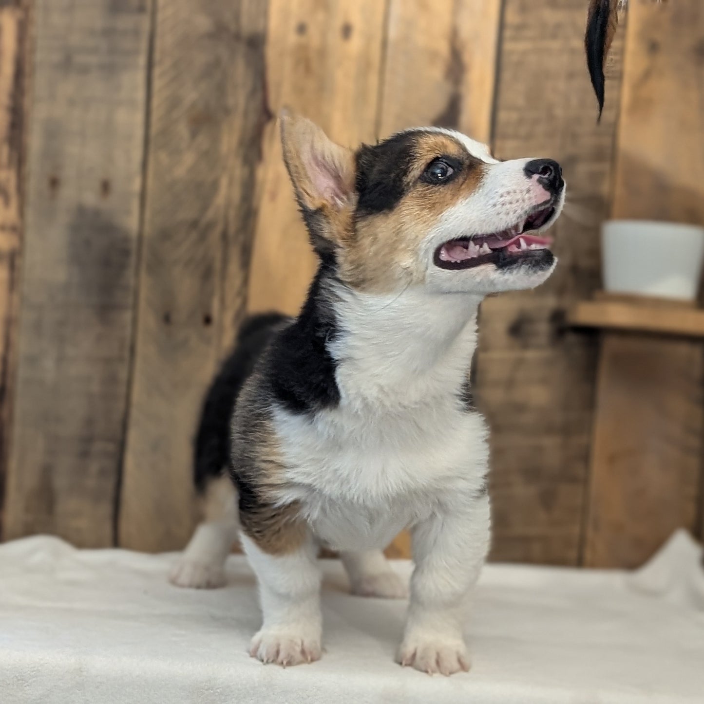 CORGI (JAN 09) FEMALE