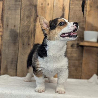 CORGI (JAN 09) FEMALE