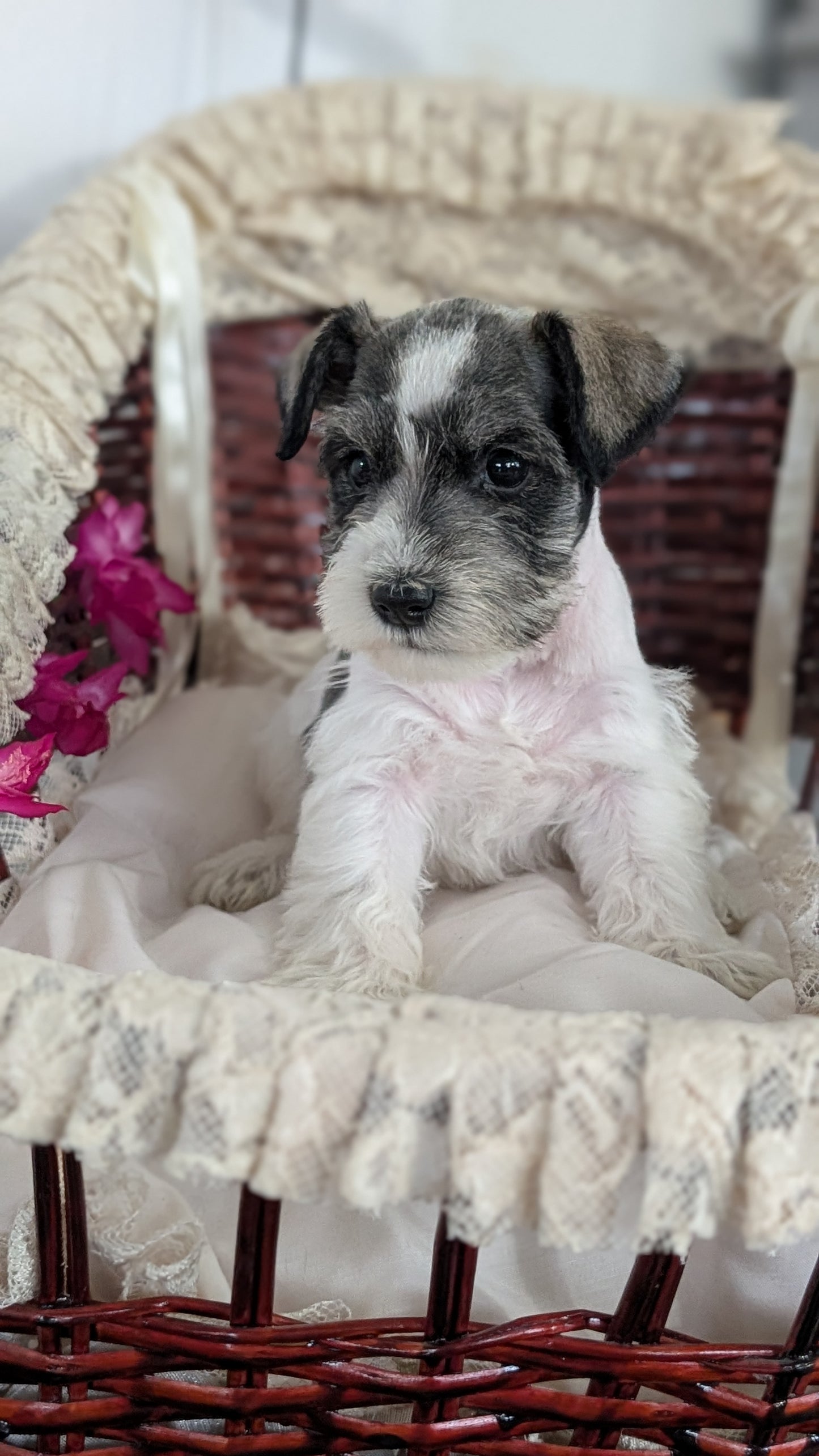 MINI SCHNAUZER (JAN 10) MALES