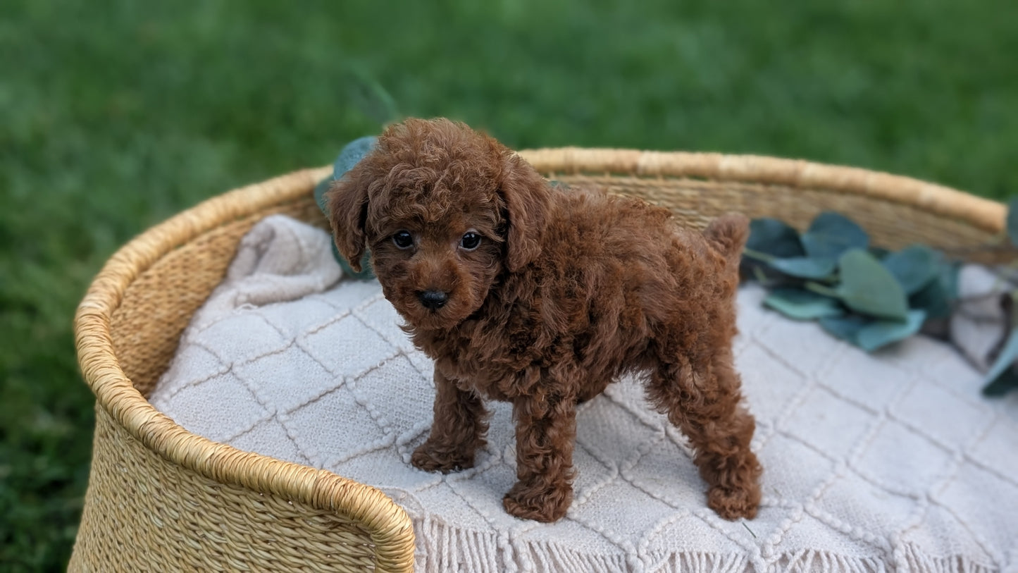 MINI POODLE (MAY 20) MALES