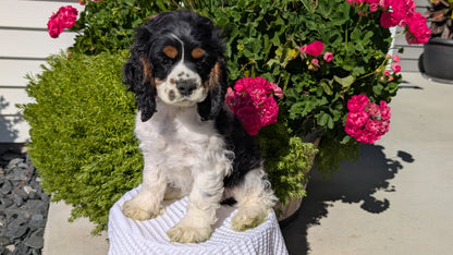 COCKER SPANIEL (07/17) MALE
