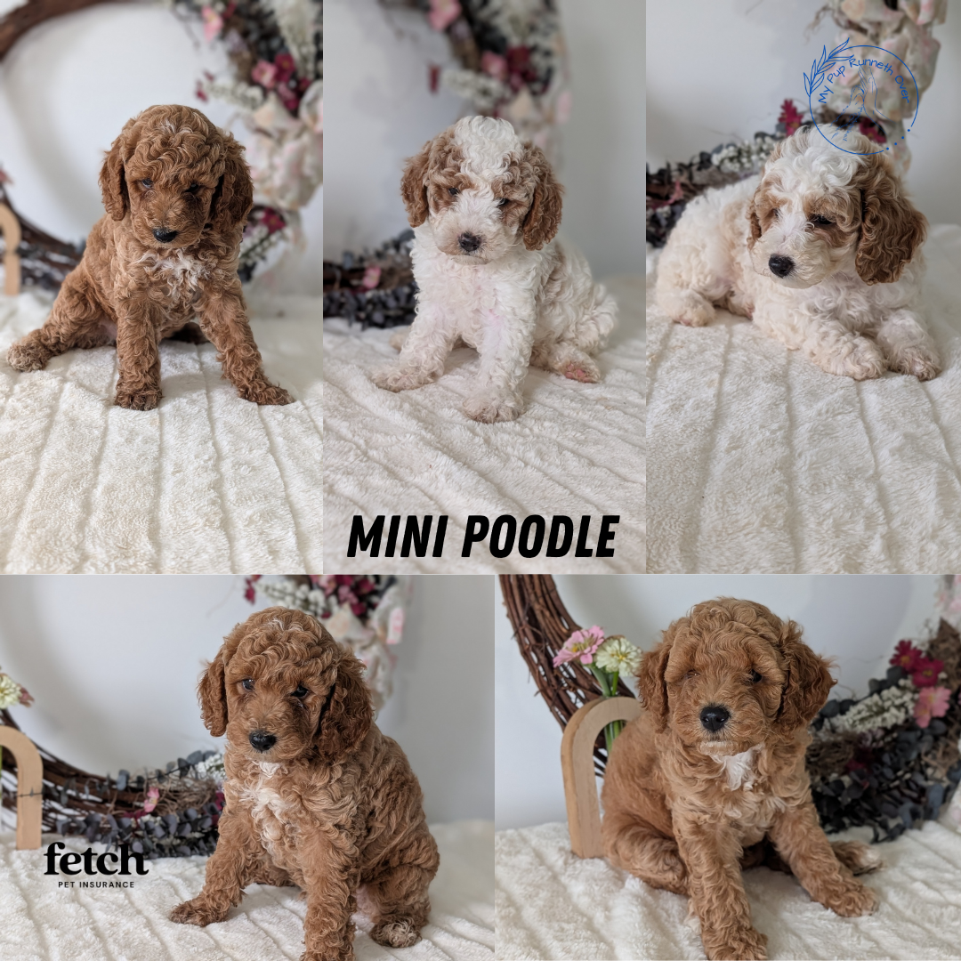 MINI POODLE (JUN 01) FEMALES