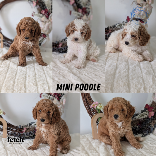 MINI POODLE (JUN 01) FEMALES