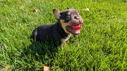 FRENCH BULLDOG (08/12) MALE