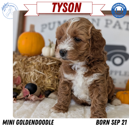 MINI GOLDENDOODLE (09/21) MALE